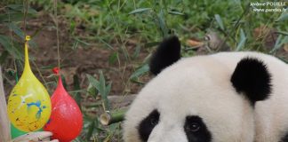 Giant Panda Chuang Chuang