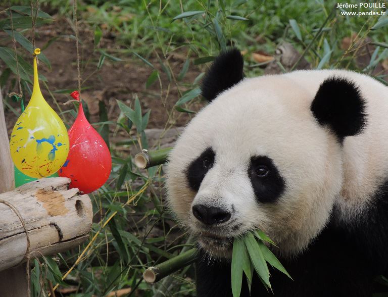 Giant Panda Chuang Chuang