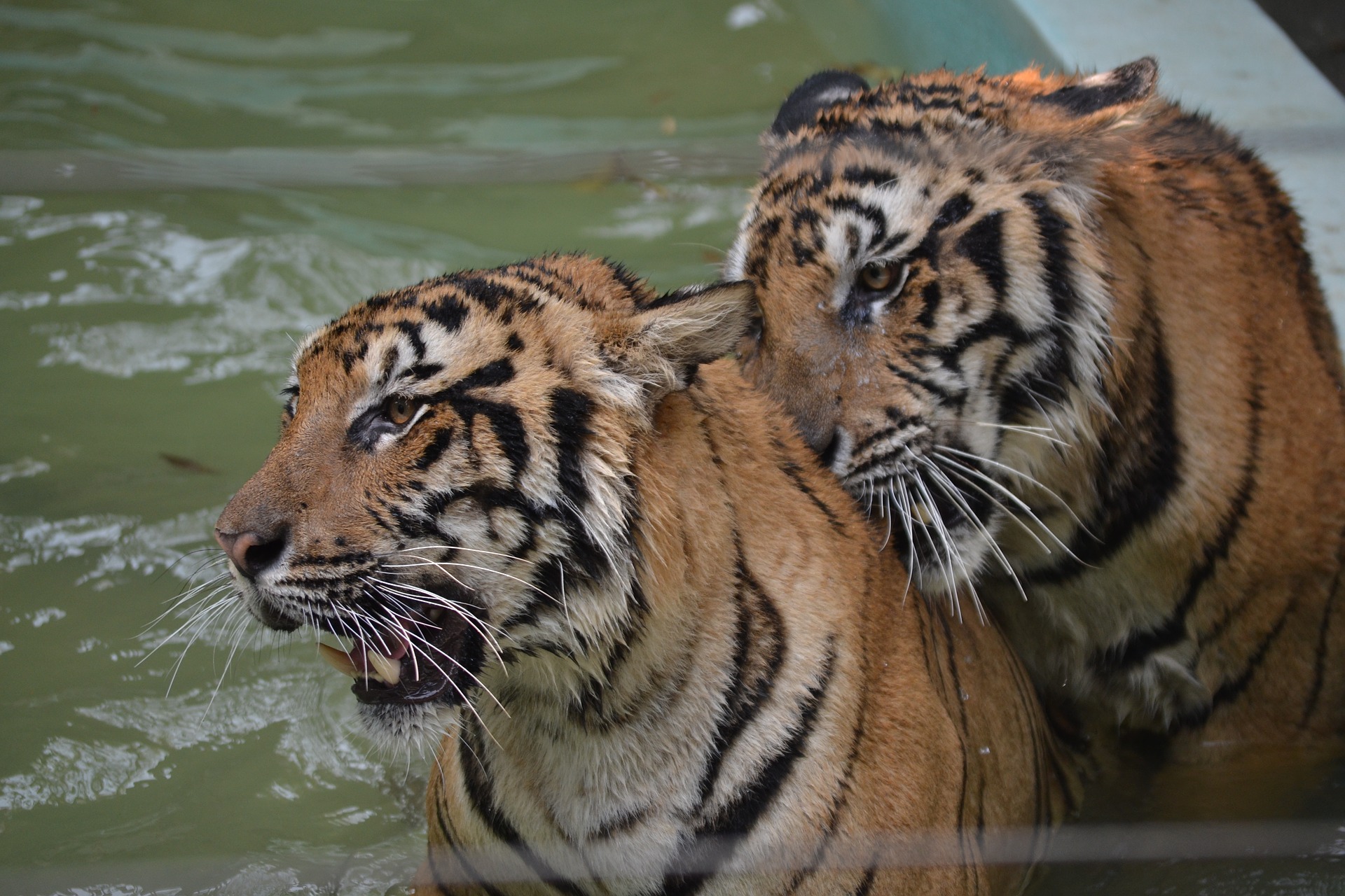 Thailand tigers