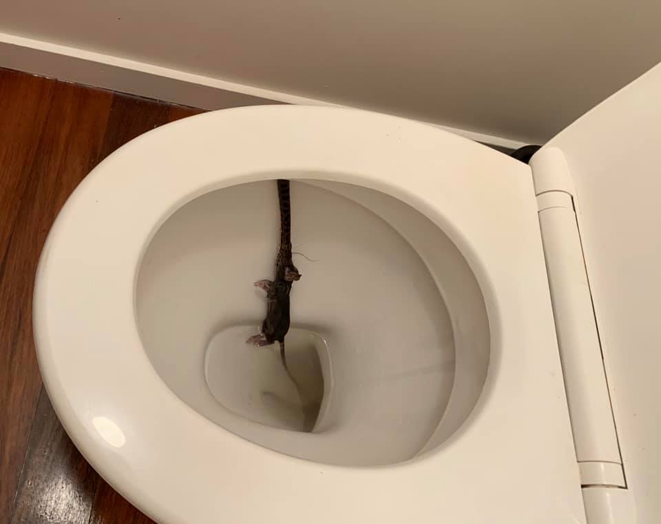 Snake eats rat in toilet bowl Queensland