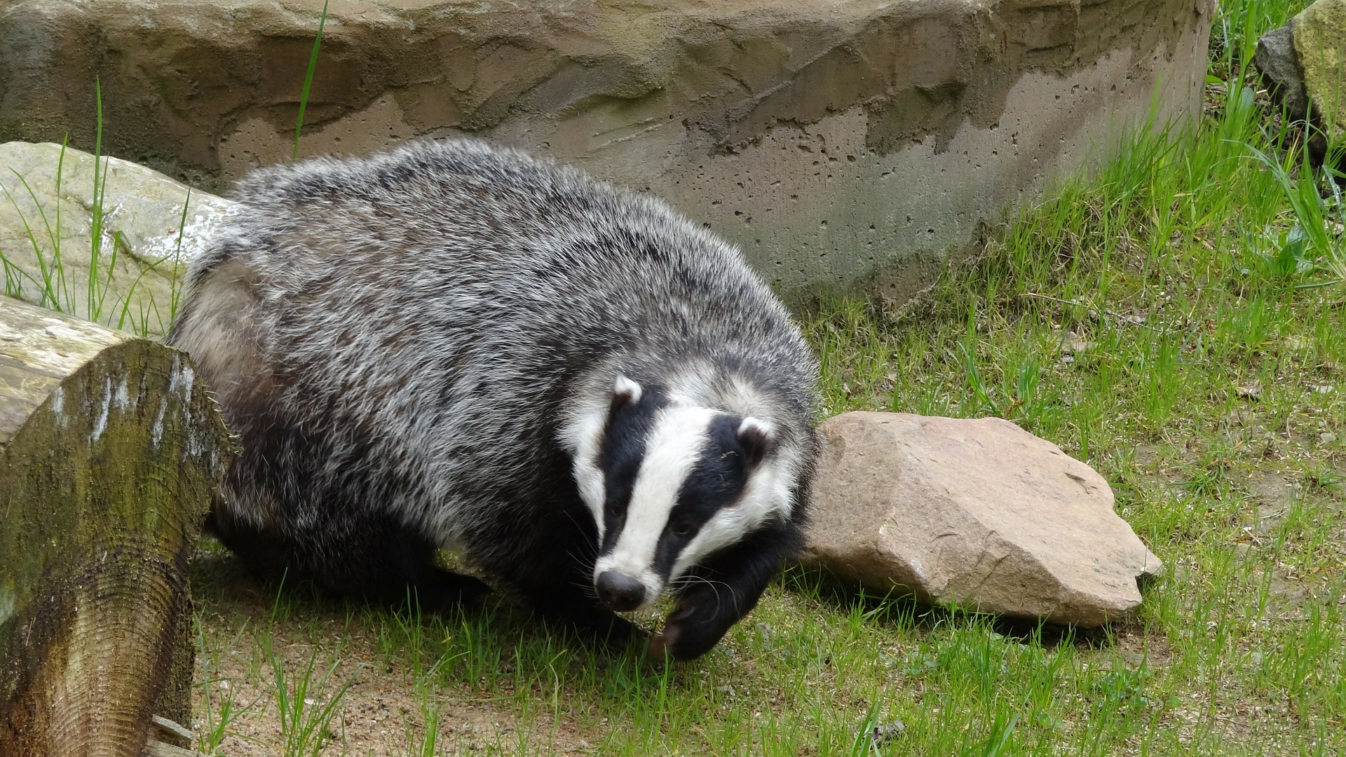 Badger culling tuberculosis
