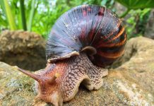 giant African snail
