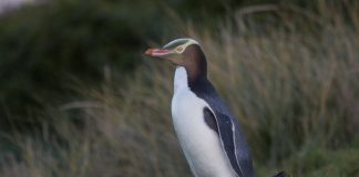 Hoiho penguin wins Bird of the Year New Zealand