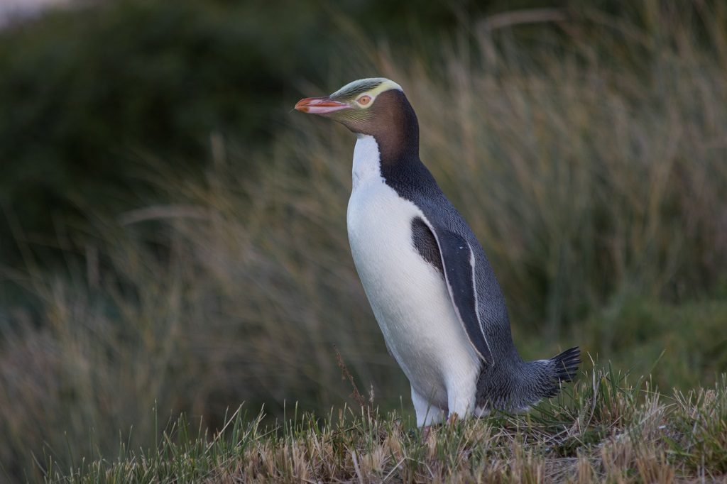 Hoiho penguin wins Bird of the Year New Zealand