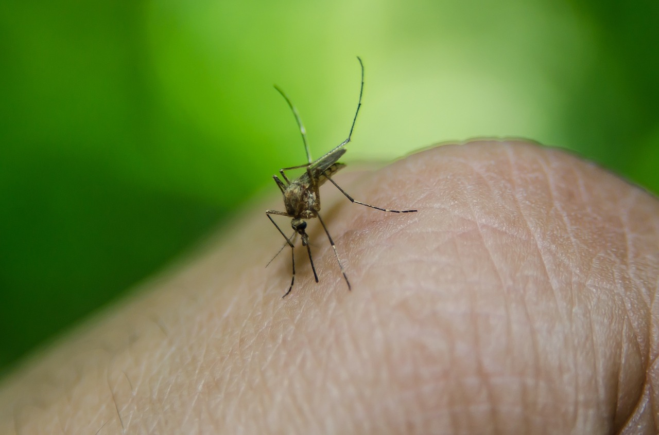 Infecting mosquitoes with bacteria reduces dengue cases