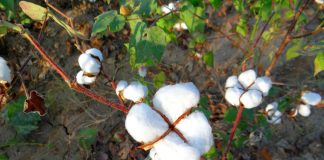 retailers cotton supply Xinjiang China