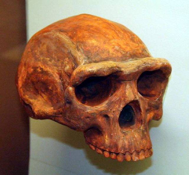 Homo erectus survived longer than previously thought