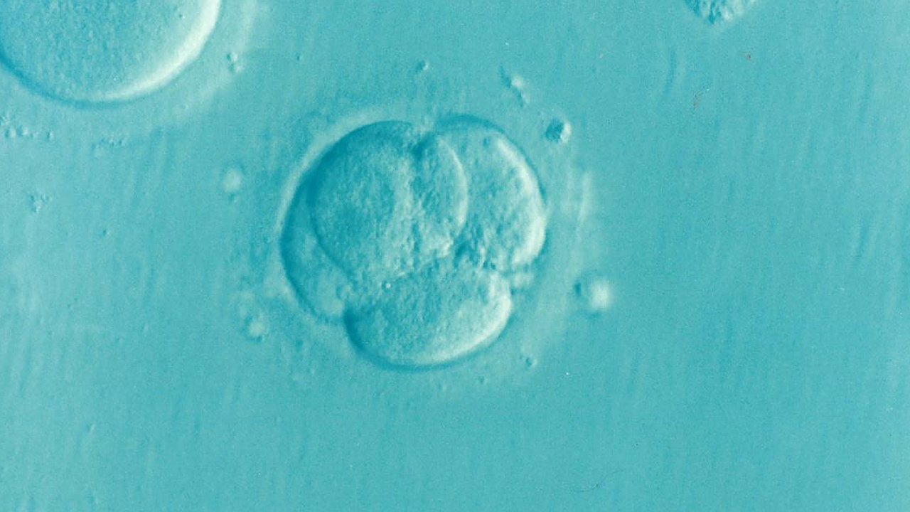 frozen embryo transfer childhood cancer risk