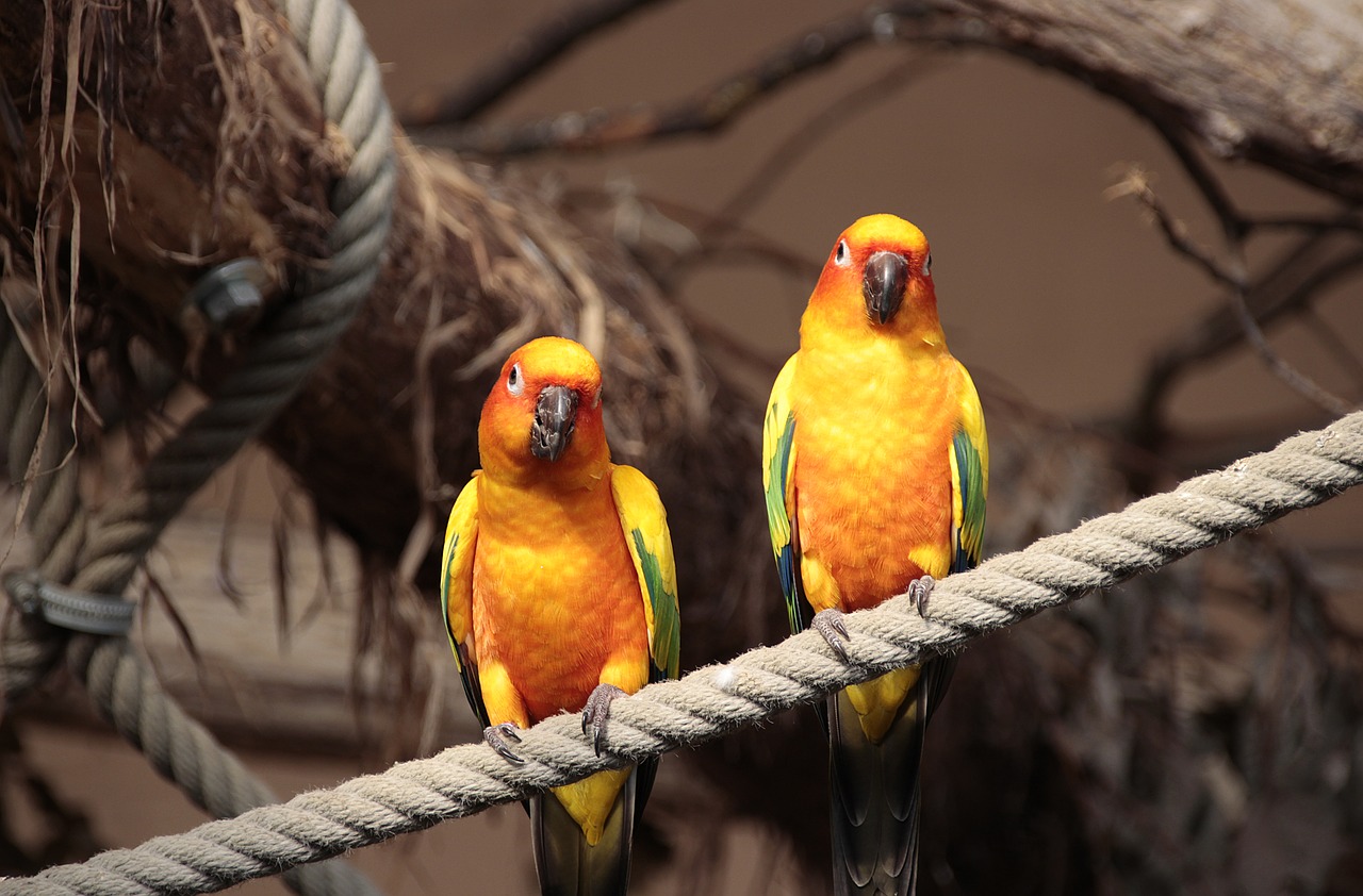 US parrot extinction humans
