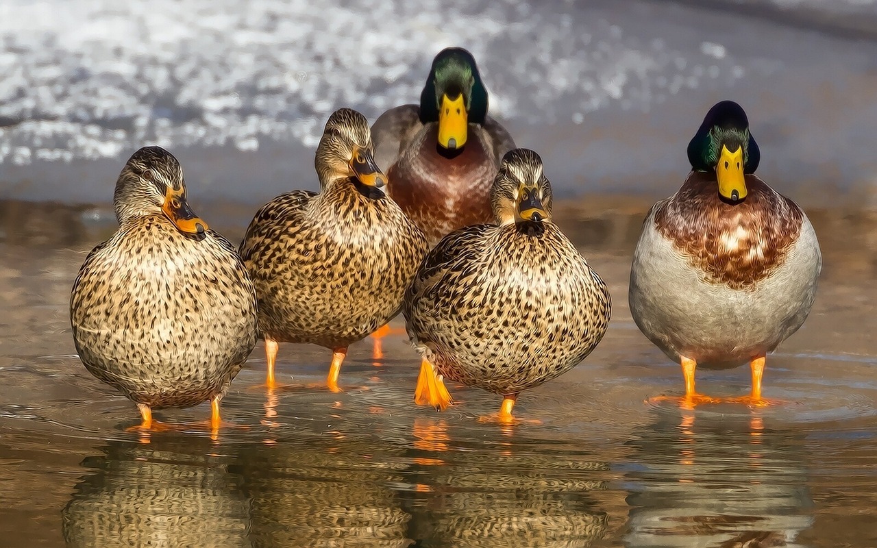China to send ducks to Pakistan to combat locust swarms