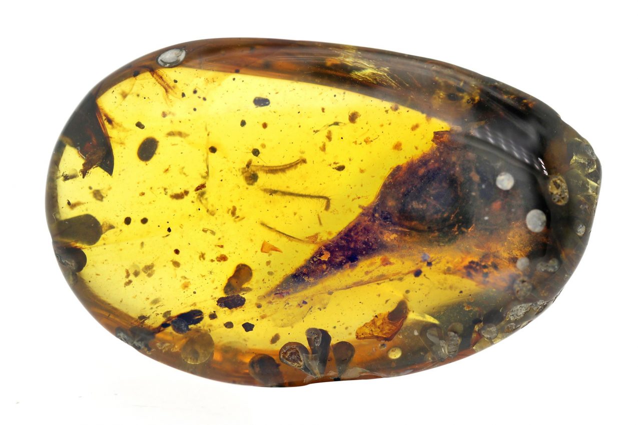 skull of smallest dinosaur found in amber