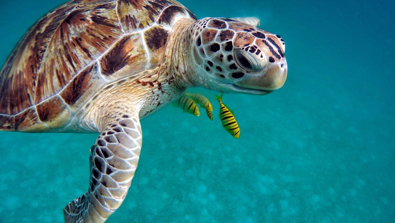 sea turtles plastic