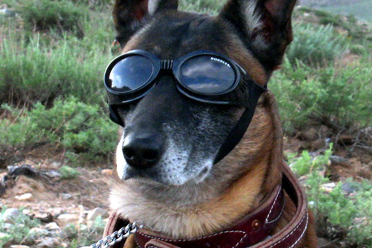 US Army tests AR goggles for combat dogs to receive orders from afar