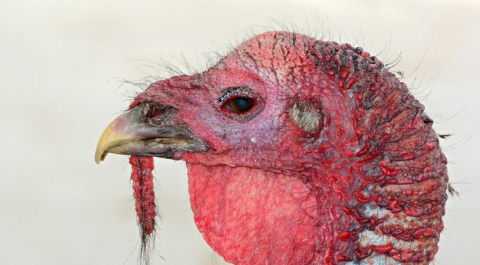 All captive birds in UK to be kept indoors amid bird flu outbreak